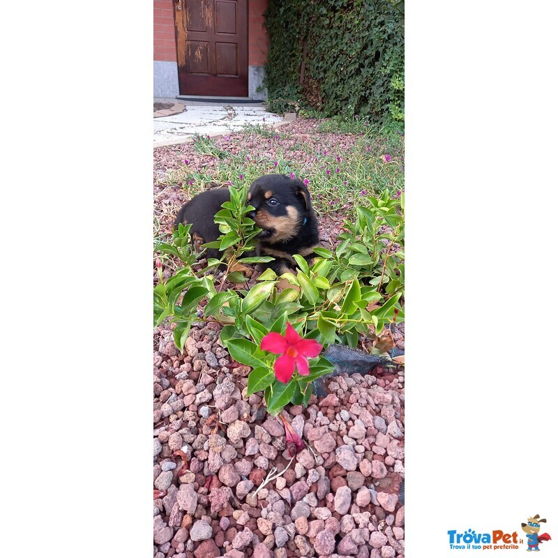 Cuccioli di Rottweiler - Foto n. 5