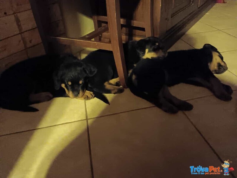 Cuccioli di Rottweiler - Foto n. 7