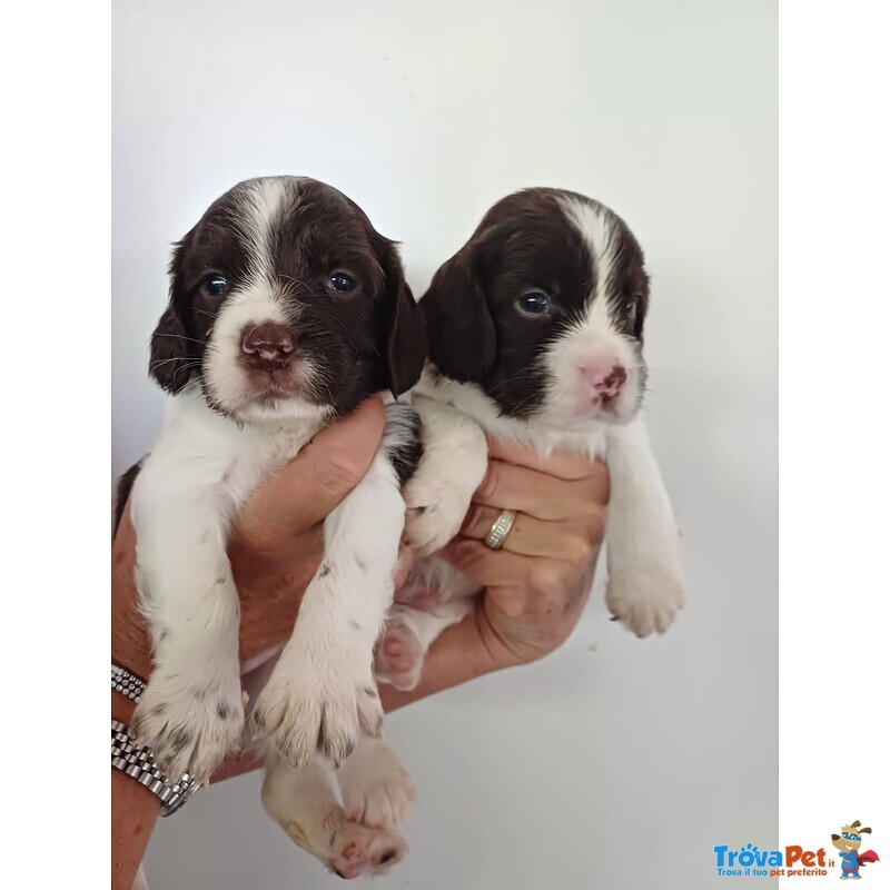 Cuccioli di Springer Spaniel - Foto n. 1