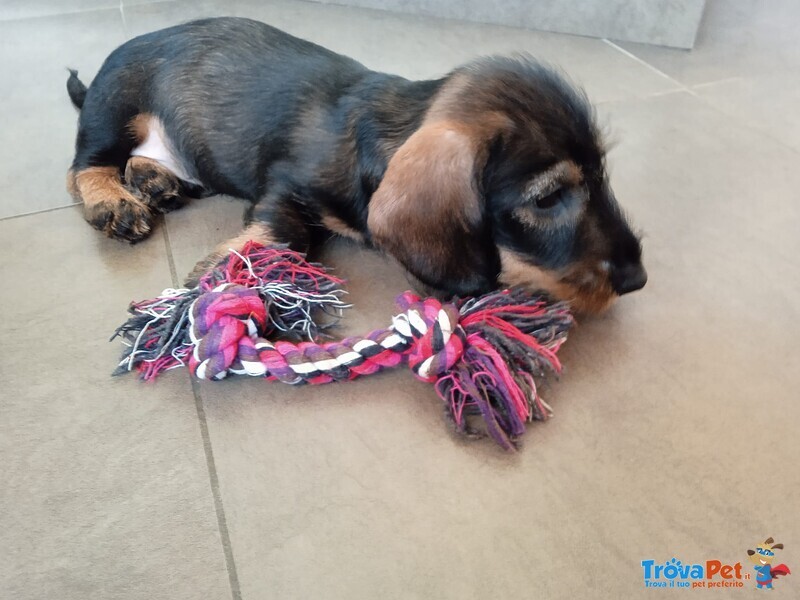 Magnifici Cuccioli di Bassotto pelo Duro - Foto n. 3