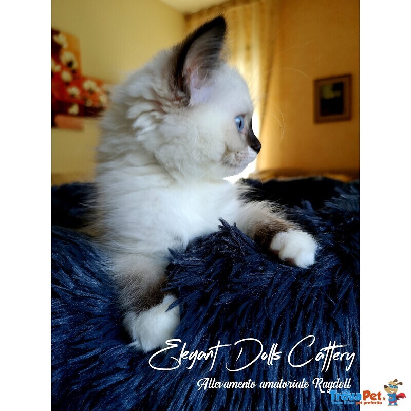 Cucciola Ragdoll Disponibile - Pedigree Ministeriale Anfi - Foto n. 2