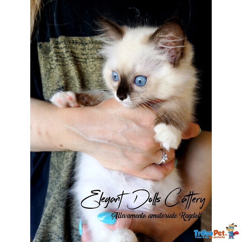 Cucciola Ragdoll Disponibile - Pedigree Ministeriale Anfi - Foto n. 3