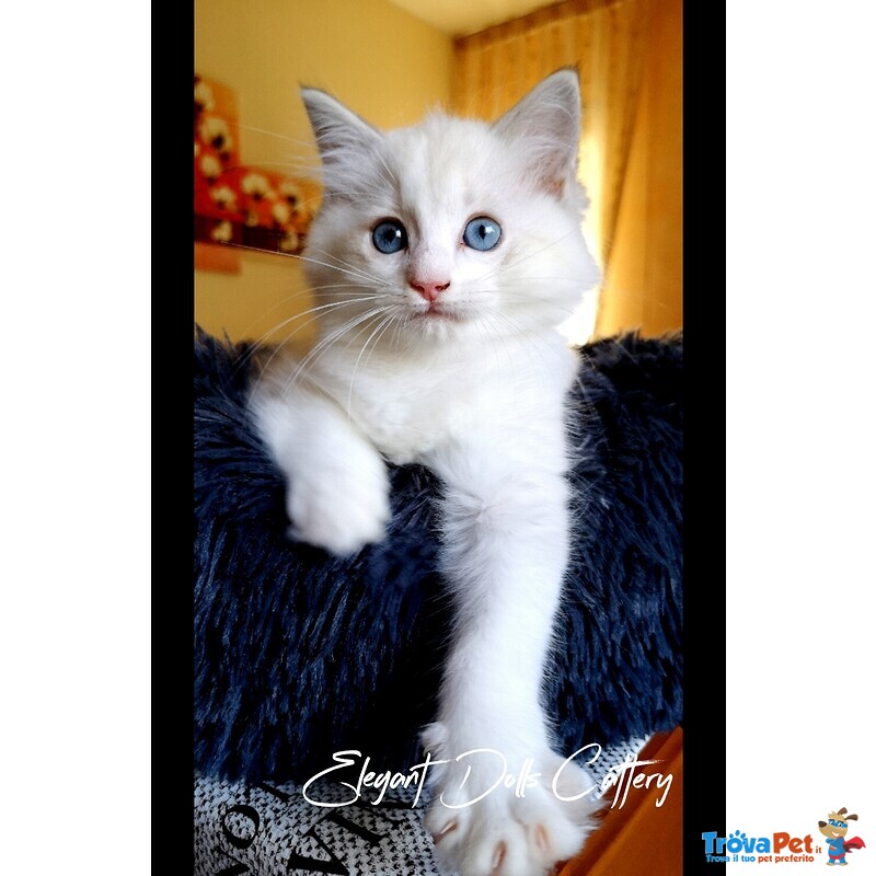 Cucciola Ragdoll Disponibile - Pedigree Ministeriale Anfi - Foto n. 1