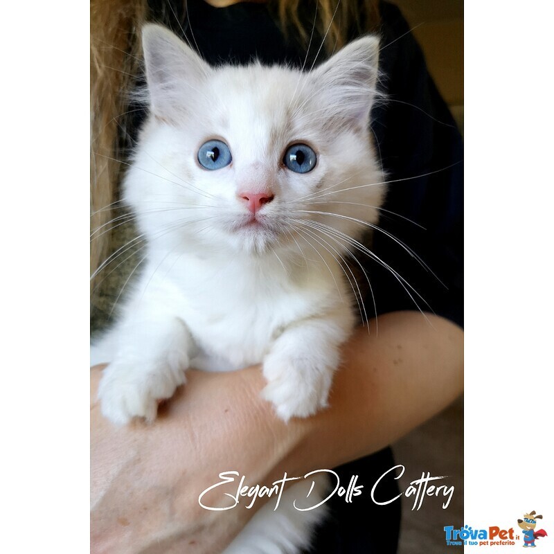 Cucciola Ragdoll Disponibile - Pedigree Ministeriale Anfi - Foto n. 3