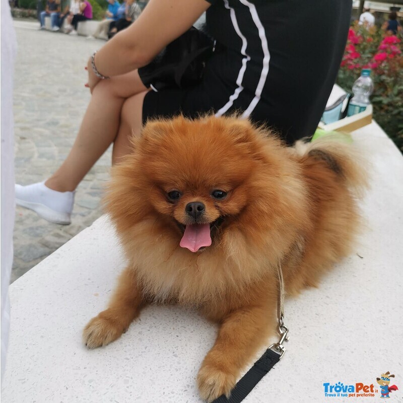 Simba Bellissimo Pomerania Dispobibile per Monta - Foto n. 3