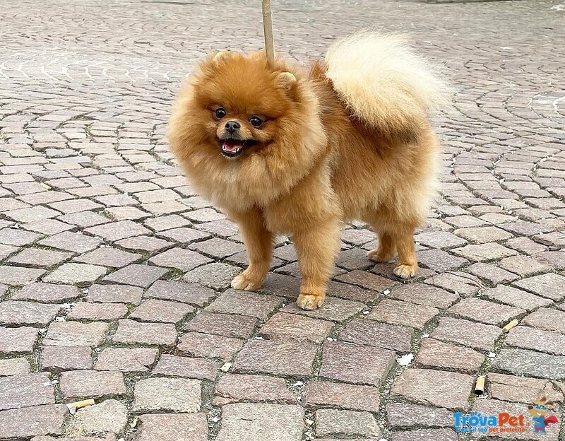 Simba Bellissimo Pomerania Dispobibile per Monta - Foto n. 4