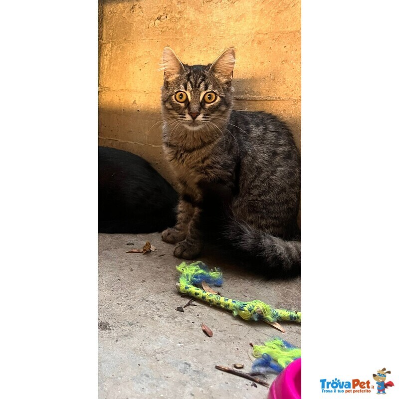 Filippo, Micino Simil Maine coon Aspetta una Casa - Foto n. 1