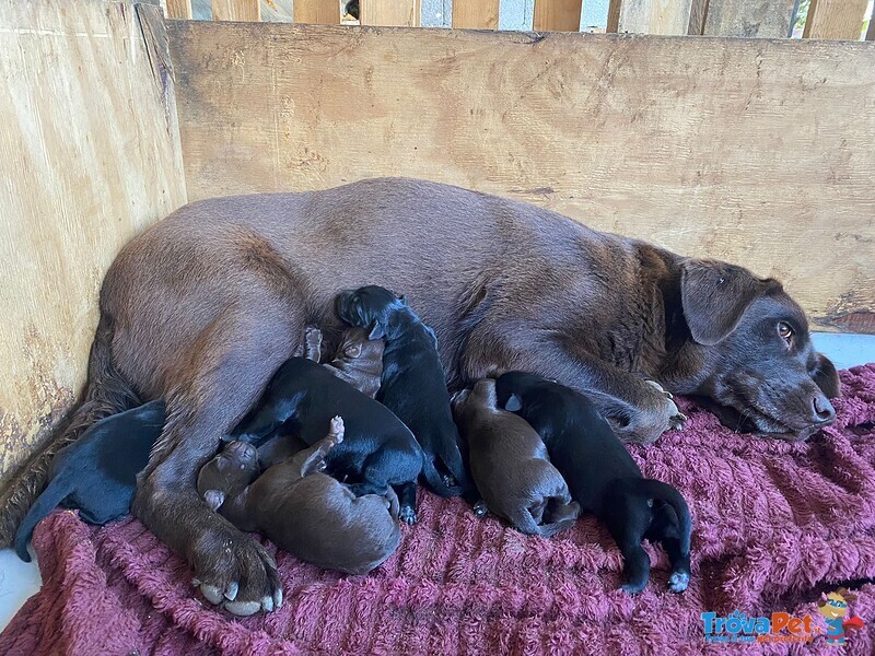 Cuccioli di Labrador Retriever - Foto n. 1