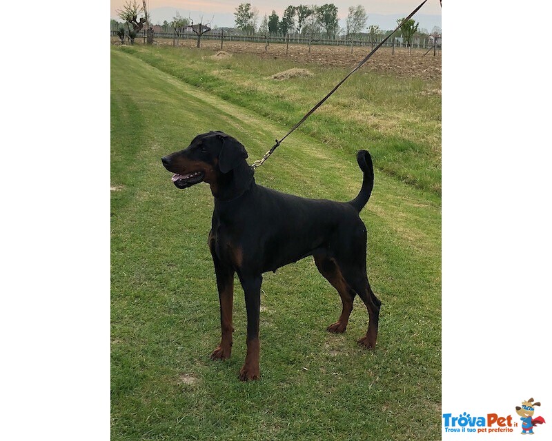 Dobermann Cuccioli Pedigree - Foto n. 1