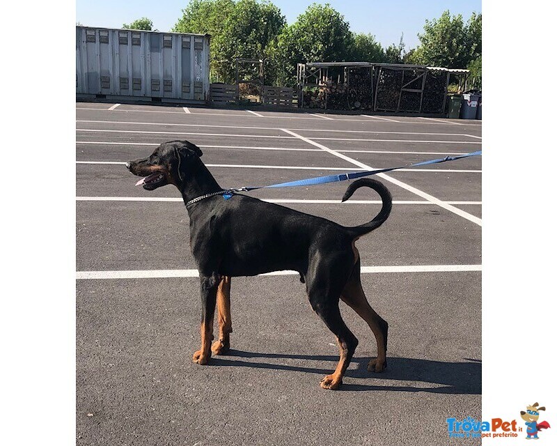 Dobermann Cuccioli Pedigree - Foto n. 2