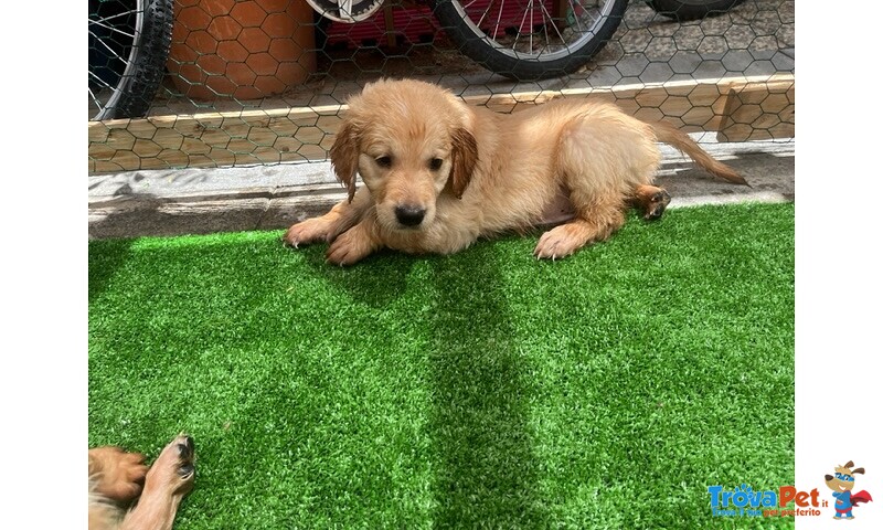 Cucciolo Golden Retriever Linea Inglese - Foto n. 2