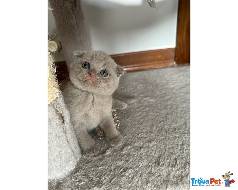 Scottish fold Lilac Maschio - Foto n. 3