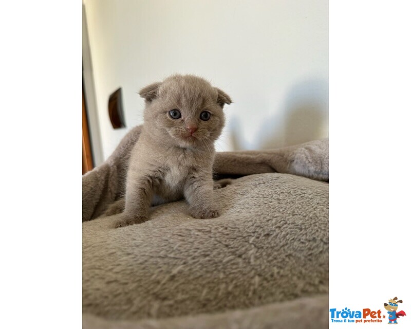 Scottish fold Lilac Maschio - Foto n. 4