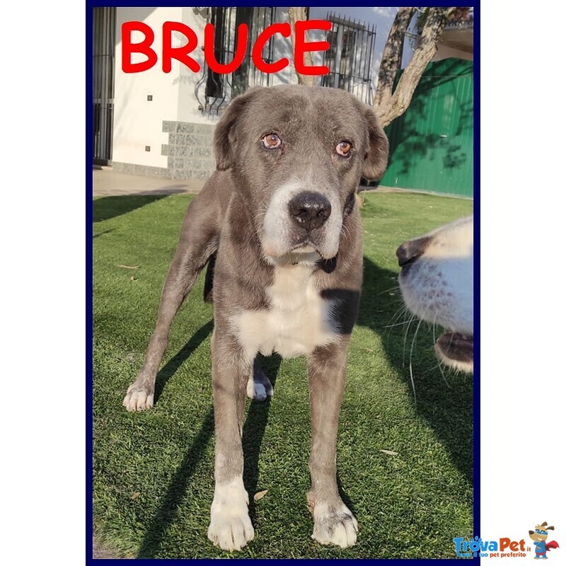 Bruce mix Corso 8 anni ha Vissuto L'inferno ma è Tenerissimo - Foto n. 1