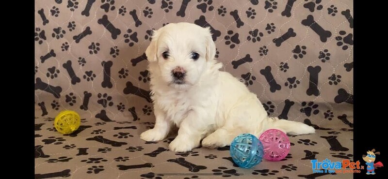 Cuccioli di Maltese - Foto n. 3