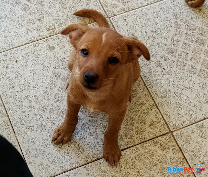 Cucciolo di Pinscher di Circa 2 mesi e Mezzo Cerca casa Amorevole - Foto n. 1