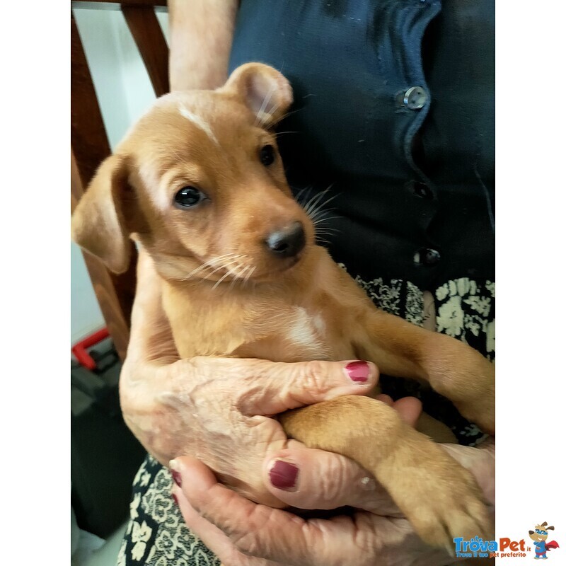 Cucciolo di Pinscher di Circa 2 mesi e Mezzo Cerca casa Amorevole - Foto n. 3