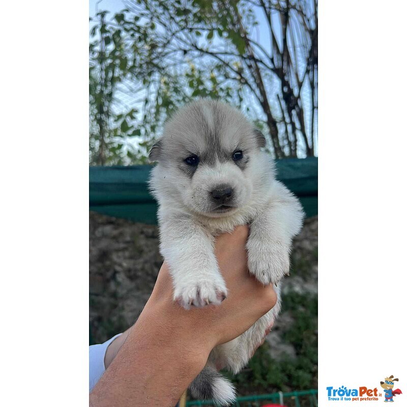 Vendo Cuccioli di Husky - Foto n. 1