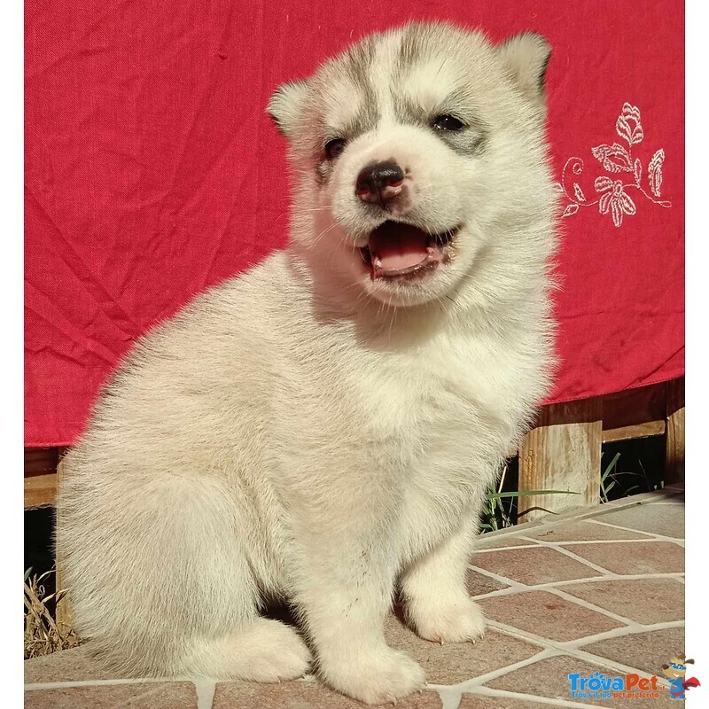 Vendo Cuccioli di Husky - Foto n. 3