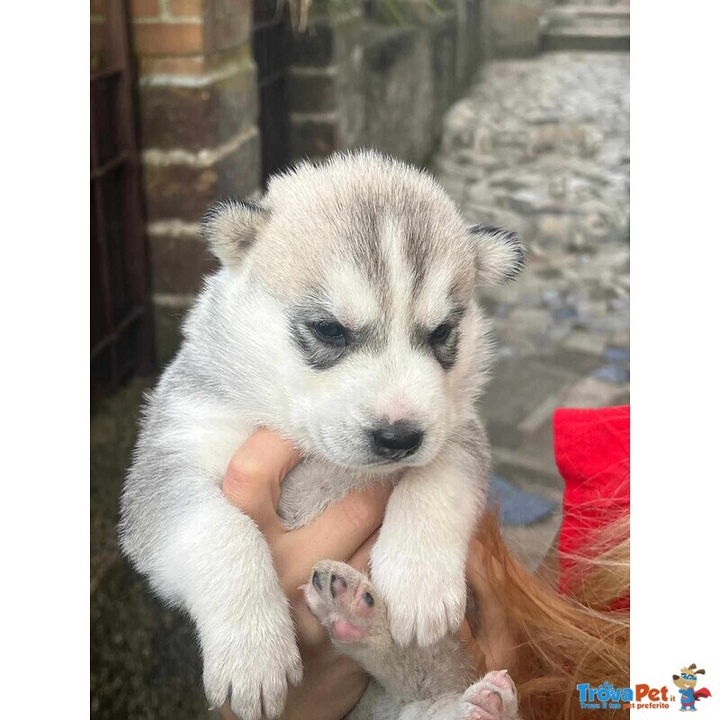 Vendo Cuccioli di Husky - Foto n. 4