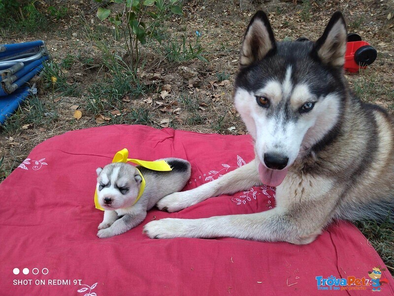 Vendo Cuccioli di Husky - Foto n. 5