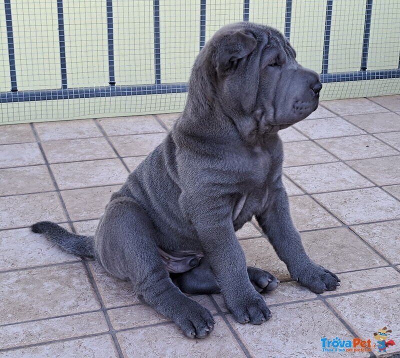 Cuccioli shar Pei - Foto n. 2