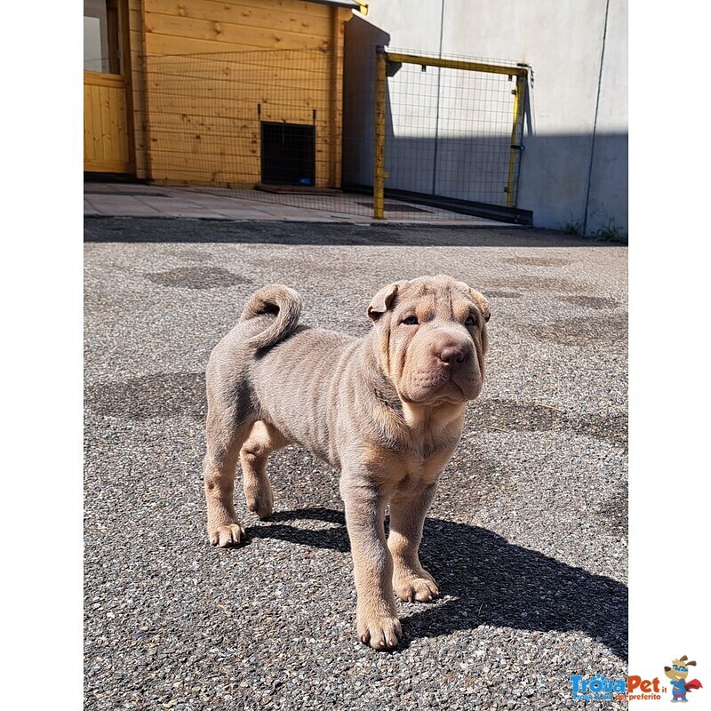 Cuccioli shar Pei - Foto n. 3