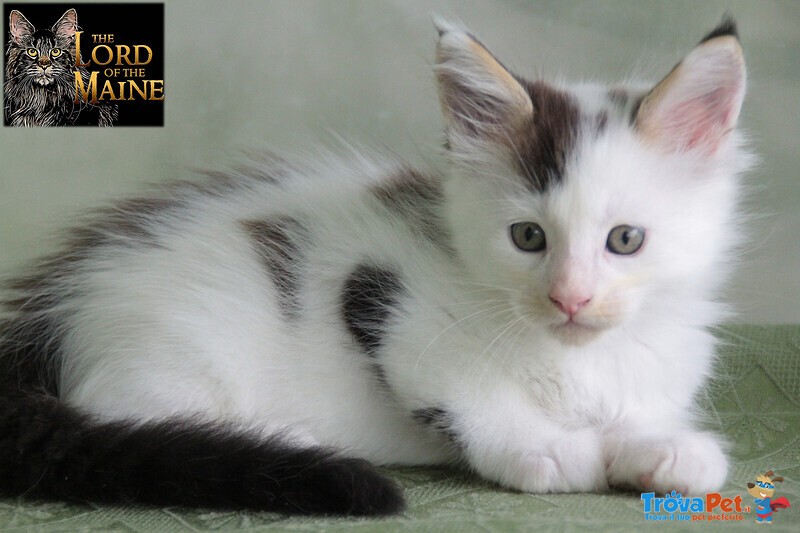 Cuccioli Maine coon di alta Genealogia con Pedigree - Foto n. 2