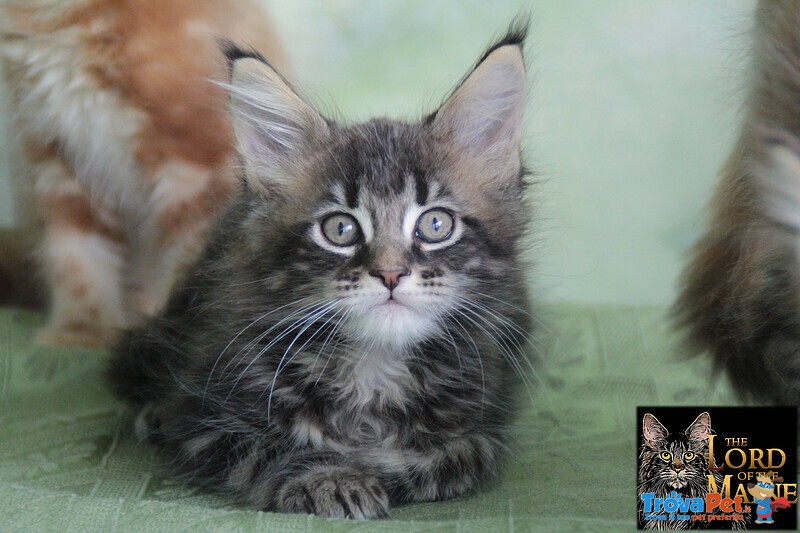 Cuccioli Maine coon di alta Genealogia con Pedigree - Foto n. 3