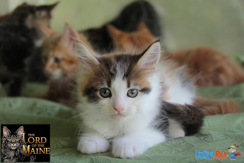 Cuccioli Maine coon di alta Genealogia con Pedigree - Foto n. 4