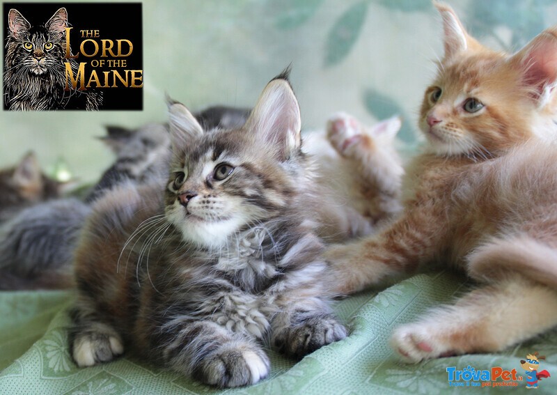 Cuccioli Maine coon di alta Genealogia con Pedigree - Foto n. 10