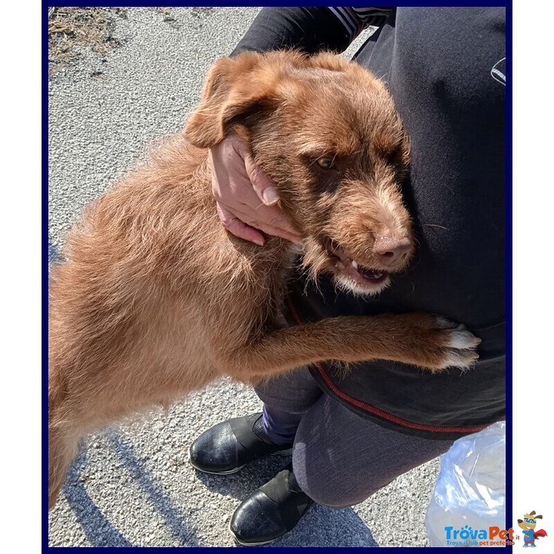 Ruffina Cucciolona Simil Segugetta Vagava per Strada - Foto n. 4