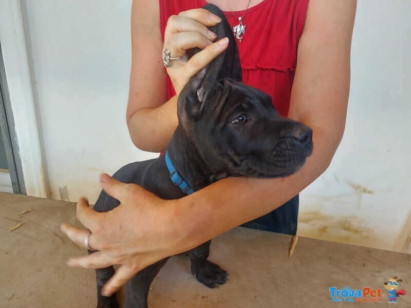 Cuccioli di cane Corso - Foto n. 2