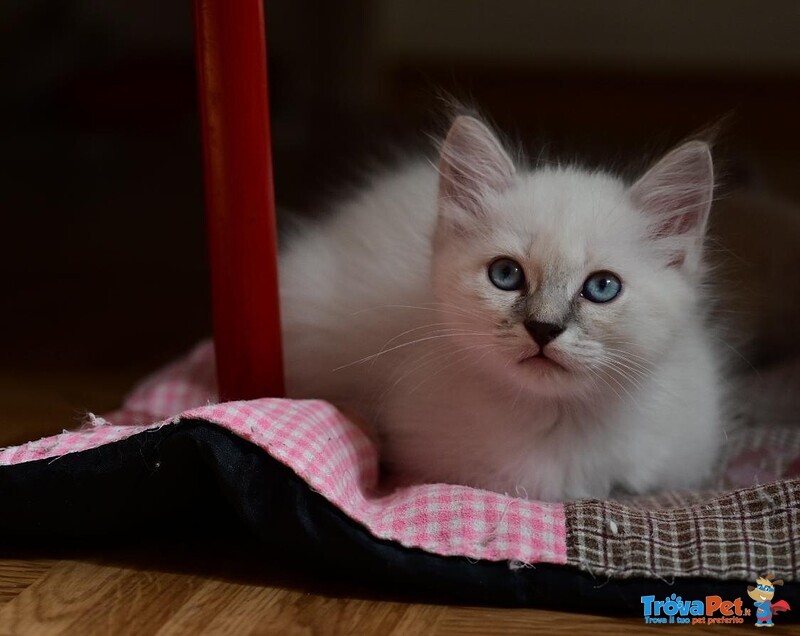 Micini Ragdoll - Foto n. 5