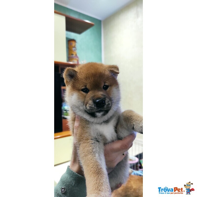 Allevamento Amatoriale Riconosciuto enci di Cuccioli di Shiba Inu - Foto n. 1