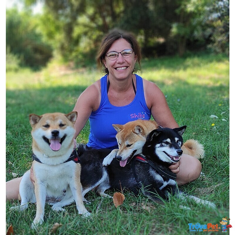 Allevamento Amatoriale Riconosciuto enci di Cuccioli di Shiba Inu - Foto n. 4