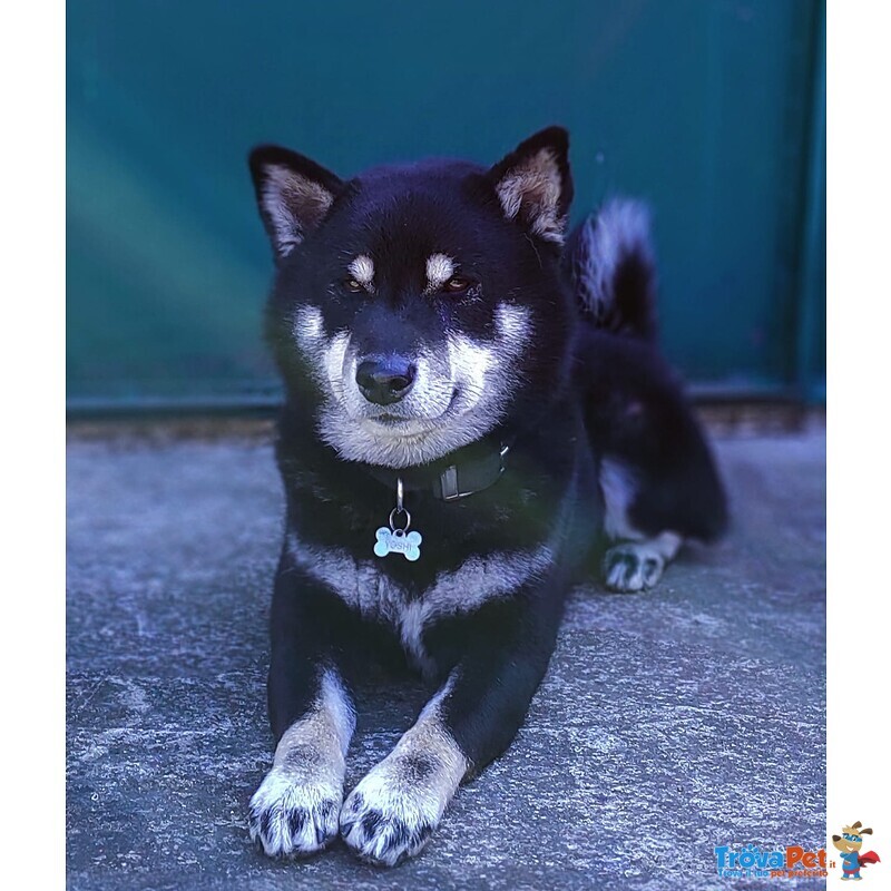 Maschio Shiba inu Black and Tan - Foto n. 1