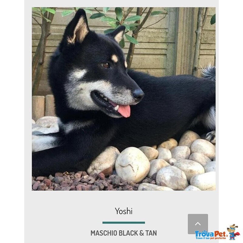 Maschio Shiba inu Black and Tan - Foto n. 2