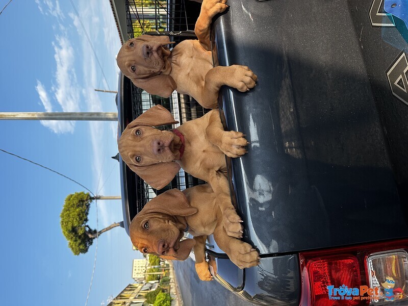 Cuccioli di Bracco Ungherese (vizsla) Pedigree - Foto n. 2