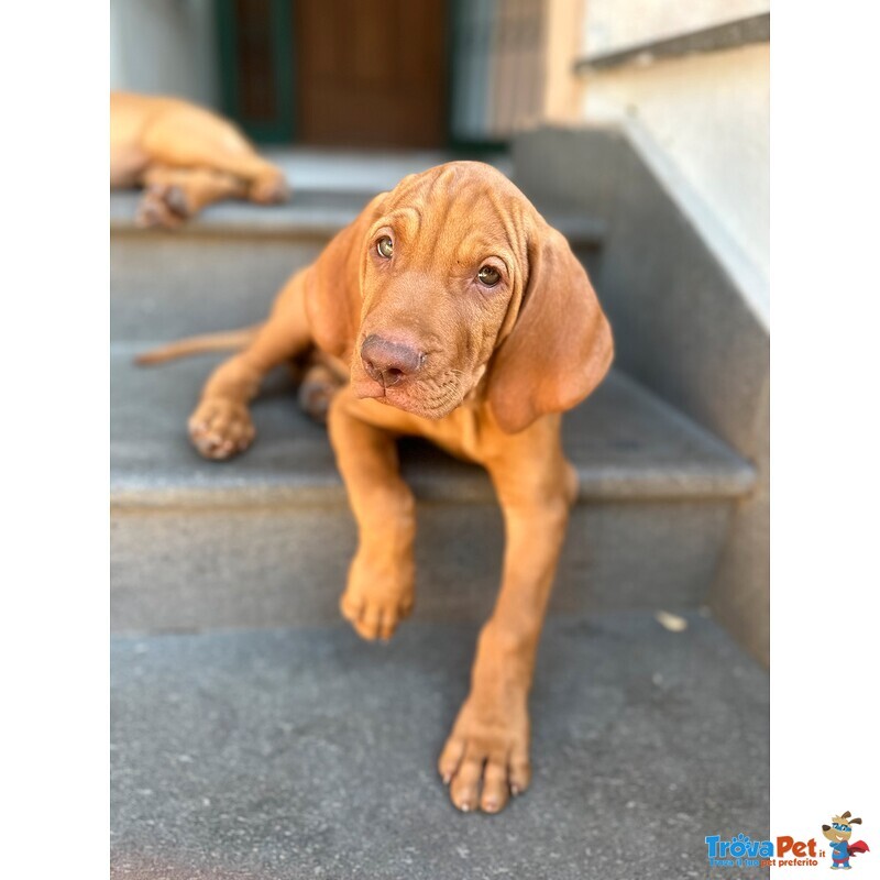 Cuccioli di Bracco Ungherese (vizsla) Pedigree - Foto n. 4