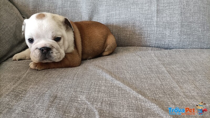 Bulldog Inglese Cuccioli - Foto n. 2