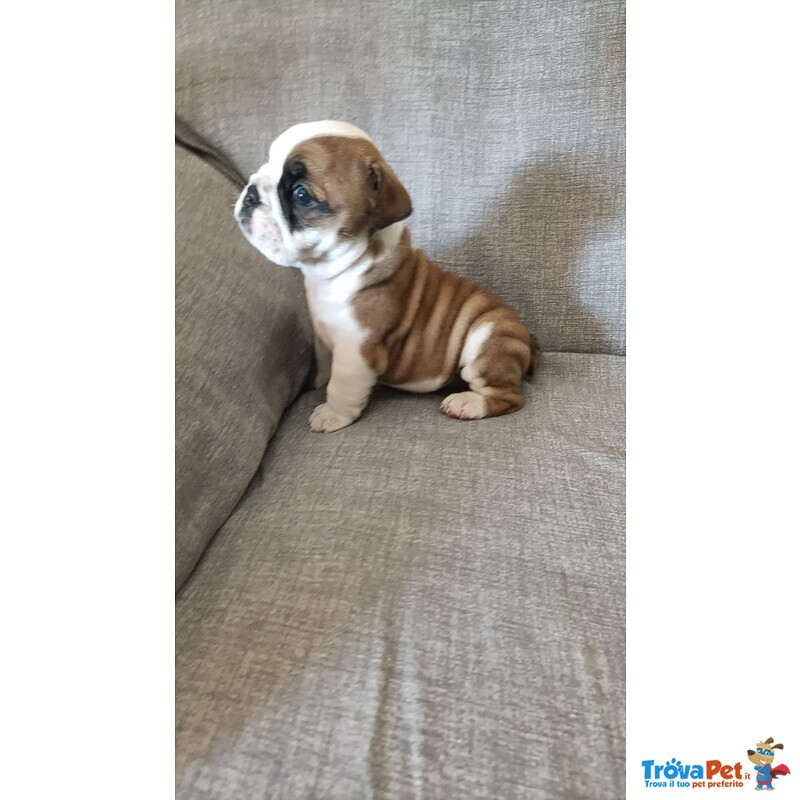 Bulldog Inglese Cuccioli - Foto n. 4