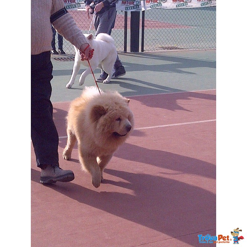 Ronnie Splendido Maschio di chow chow Cerca Fidanzata - Foto n. 3