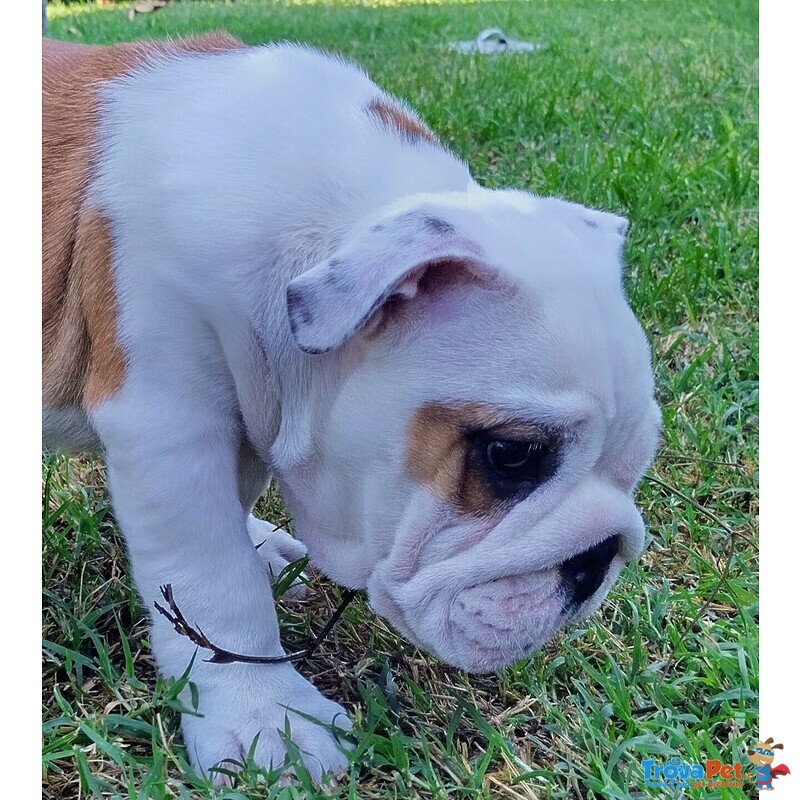 Disponibile Cucciolo di Bulldog Inglese - Foto n. 1