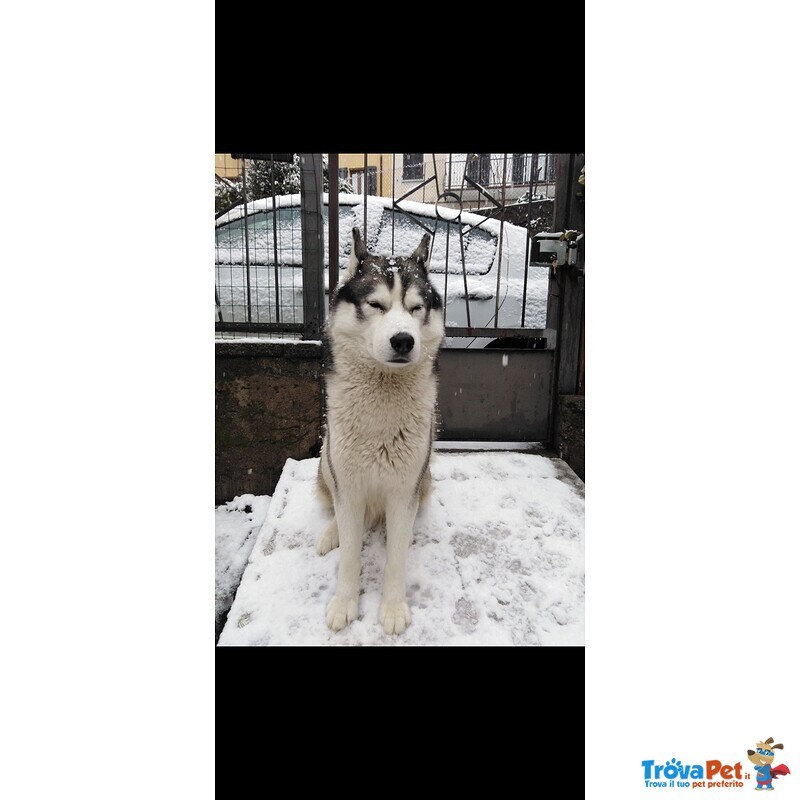 Accoppiamento Siberian Husky Maschio con Pedigree - Foto n. 2