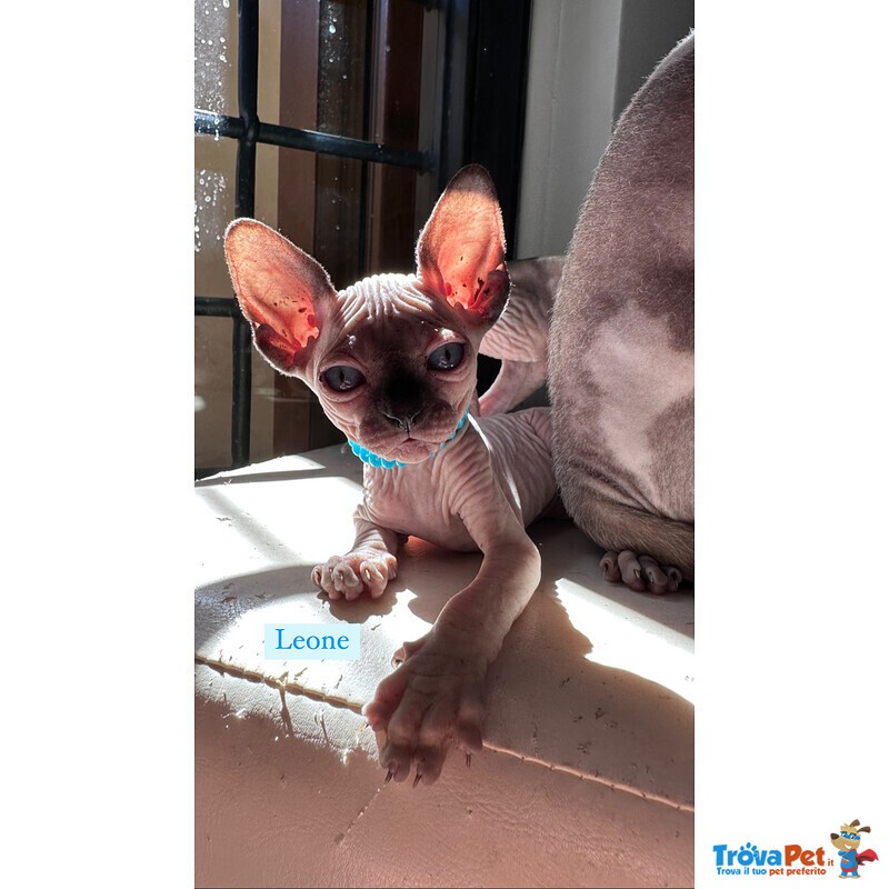 Cuccioli Sphynx - Foto n. 2