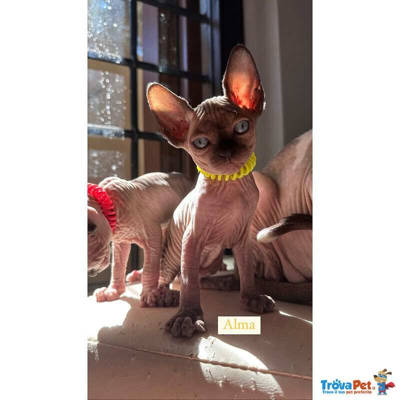 Cuccioli Sphynx - Foto n. 3