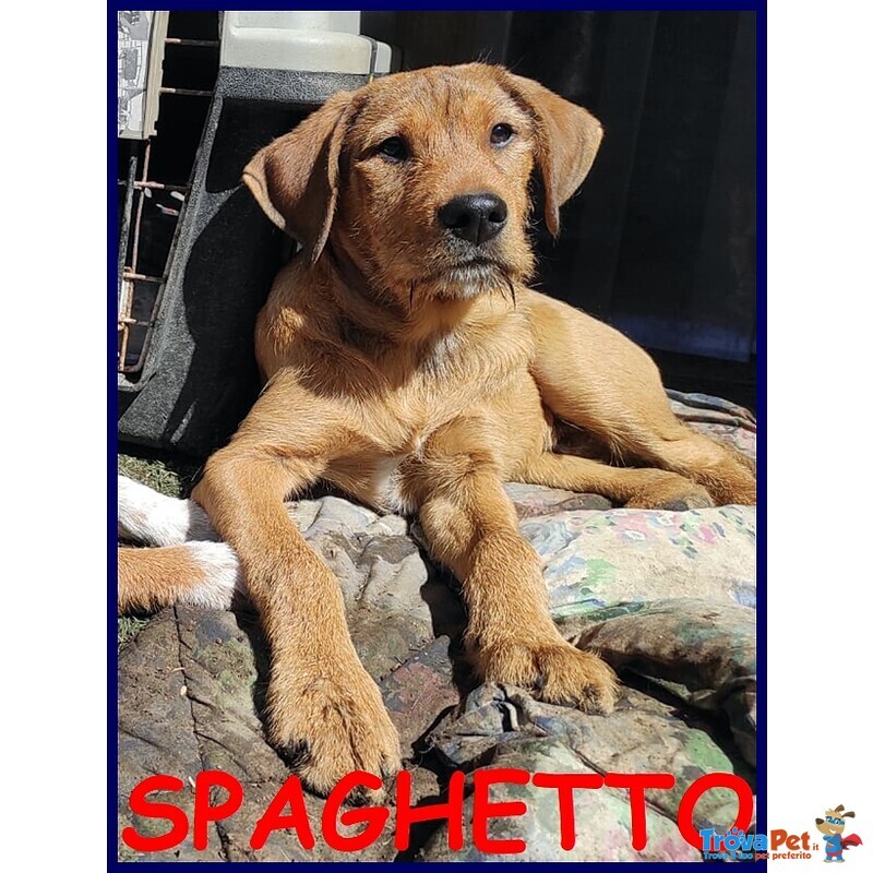 Spaghetto Cucciolo 4 mesi Sogna una Mamma - Foto n. 1