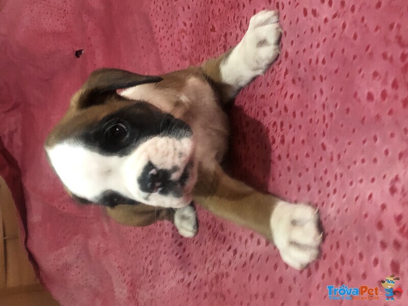 Cuccioli Boxer - Foto n. 3