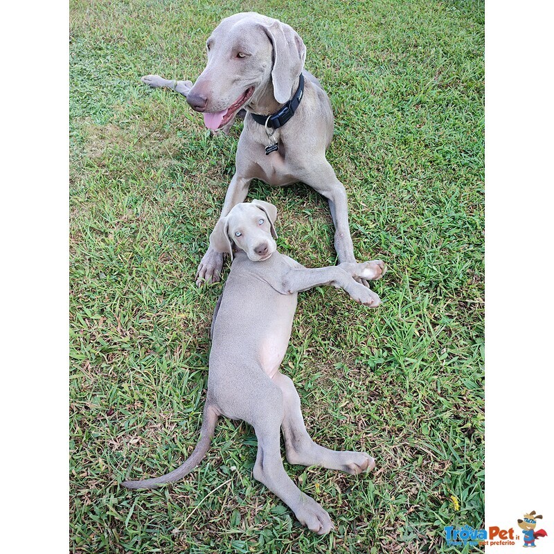 Disponibili Bellissimi Cuccioli Maschietti di Weimaraner - Foto n. 2